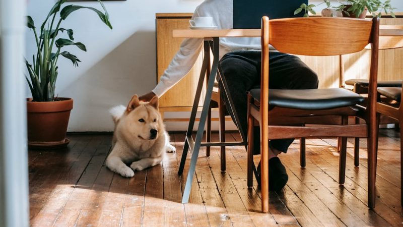 Budget 5G Proxies in France Affordable Options for Enhanced Online Experience