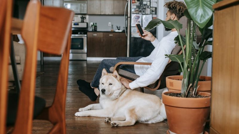 Best Residential Mobile Proxy Alternatives in South Korea