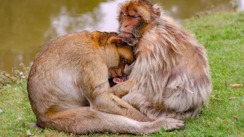 Benefits and Applications of Stable 4G Proxy